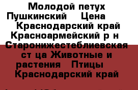 Молодой петух Пушкинский. › Цена ­ 350 - Краснодарский край, Красноармейский р-н, Старонижестеблиевская ст-ца Животные и растения » Птицы   . Краснодарский край